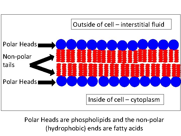 Outside of cell – interstitial fluid Polar Heads Non-polar tails Polar Heads Inside of