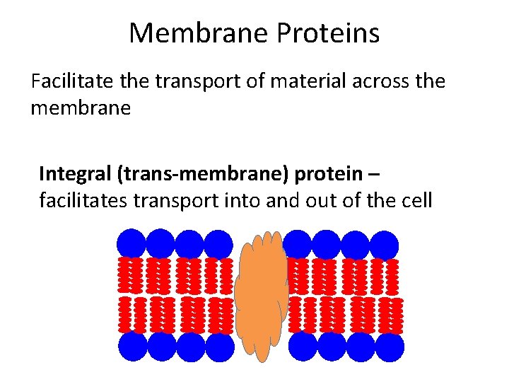 Membrane Proteins Facilitate the transport of material across the membrane Integral (trans-membrane) protein –