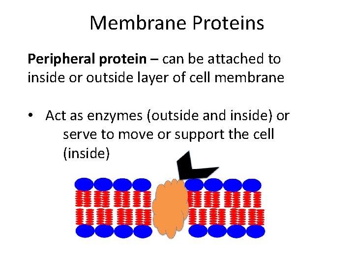 Membrane Proteins Peripheral protein – can be attached to inside or outside layer of