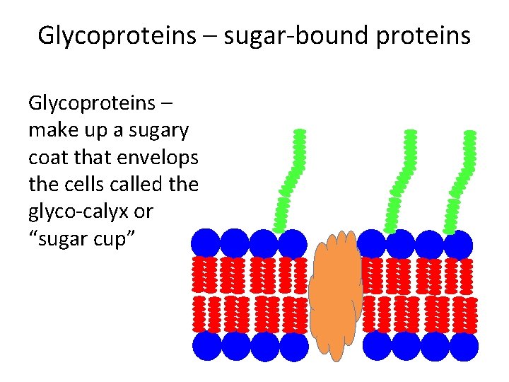 Glycoproteins – sugar-bound proteins Glycoproteins – make up a sugary coat that envelops the