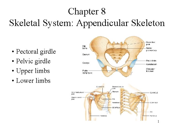 Chapter 8 Skeletal System: Appendicular Skeleton • Pectoral girdle • Pelvic girdle • Upper