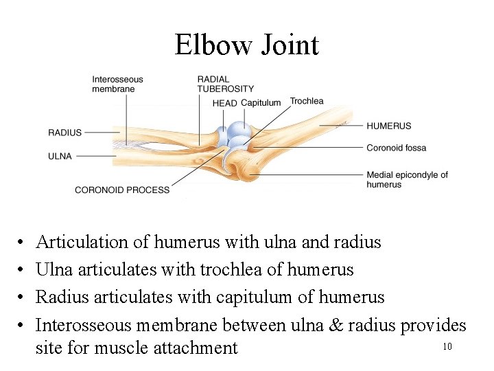 Elbow Joint • • Articulation of humerus with ulna and radius Ulna articulates with