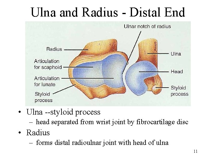 Ulna and Radius - Distal End • Ulna --styloid process – head separated from