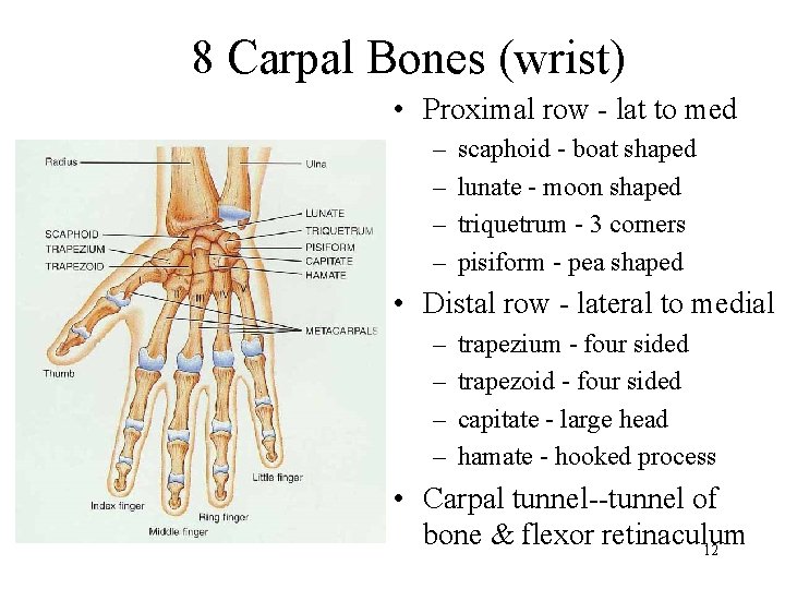 8 Carpal Bones (wrist) • Proximal row - lat to med – – scaphoid