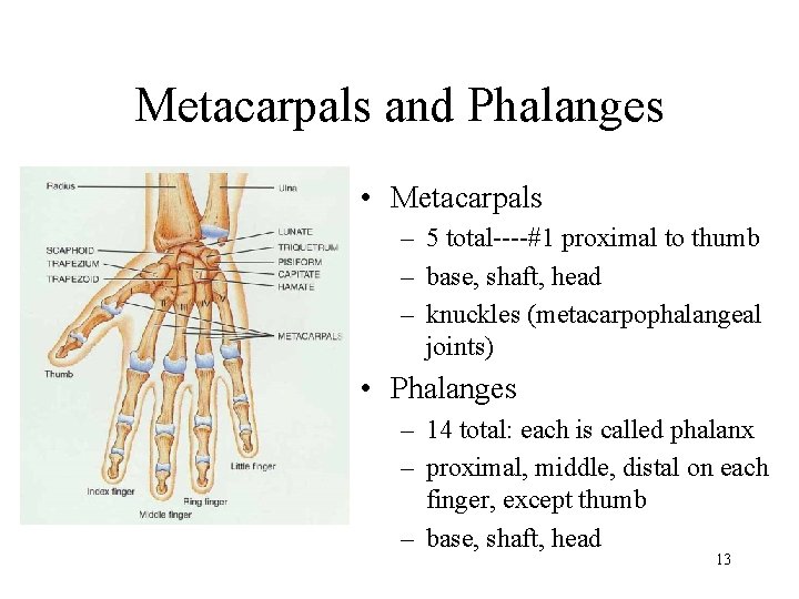 Metacarpals and Phalanges • Metacarpals – 5 total----#1 proximal to thumb – base, shaft,