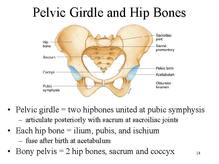 Pelvic Girdle and Hip Bones • Pelvic girdle = two hipbones united at pubic