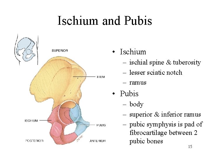 Ischium and Pubis • Ischium – ischial spine & tuberosity – lesser sciatic notch