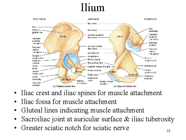 Ilium • • • Iliac crest and iliac spines for muscle attachment Iliac fossa