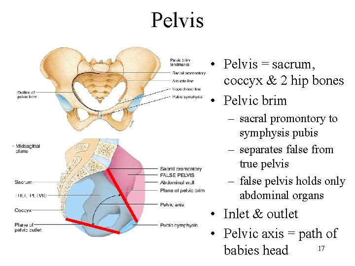 Pelvis • Pelvis = sacrum, coccyx & 2 hip bones • Pelvic brim –