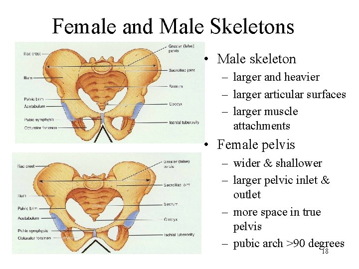 Female and Male Skeletons • Male skeleton – larger and heavier – larger articular