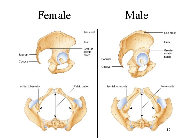 Female Male 19 