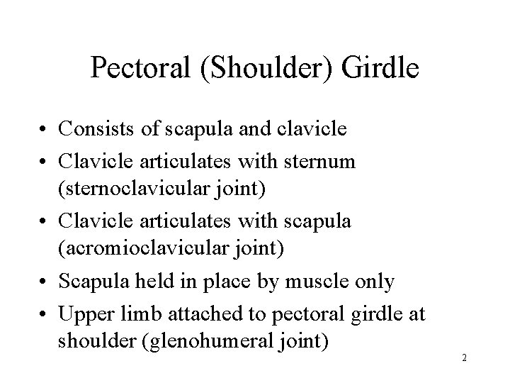 Pectoral (Shoulder) Girdle • Consists of scapula and clavicle • Clavicle articulates with sternum