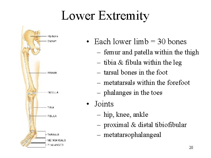 Lower Extremity • Each lower limb = 30 bones – – – femur and