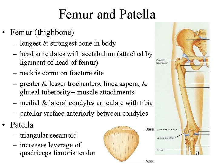 Femur and Patella • Femur (thighbone) – longest & strongest bone in body –