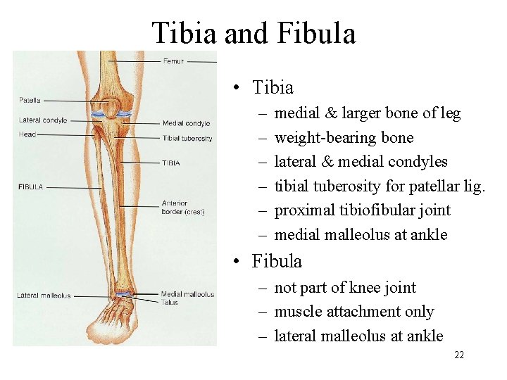 Tibia and Fibula • Tibia – – – medial & larger bone of leg