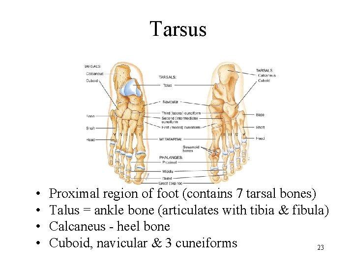 Tarsus • • Proximal region of foot (contains 7 tarsal bones) Talus = ankle