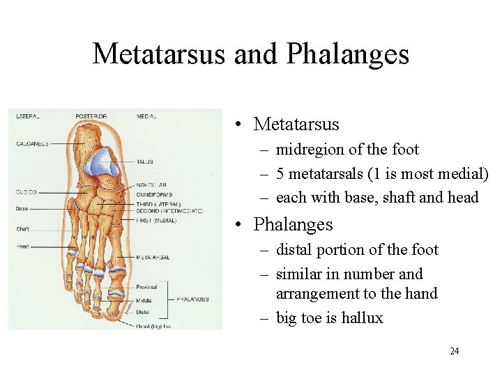 Metatarsus and Phalanges • Metatarsus – midregion of the foot – 5 metatarsals (1