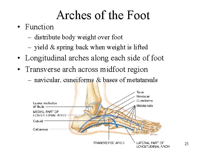 Arches of the Foot • Function – distribute body weight over foot – yield