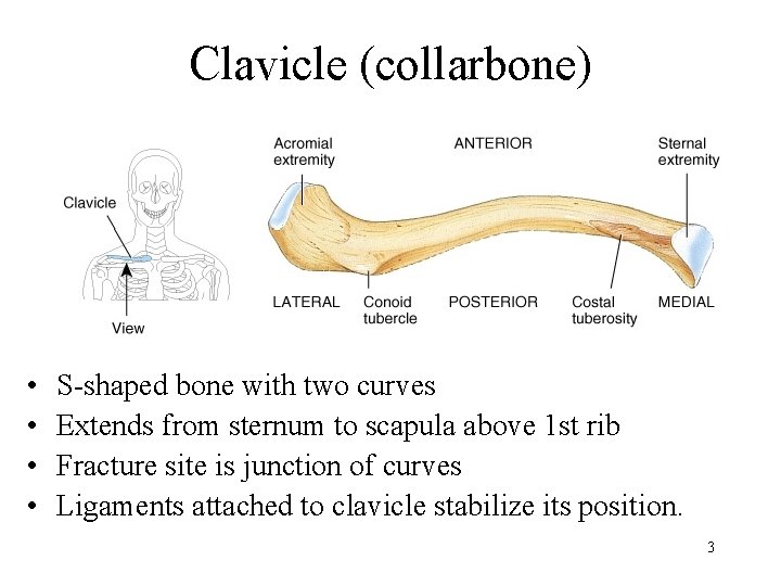 Clavicle (collarbone) • • S-shaped bone with two curves Extends from sternum to scapula