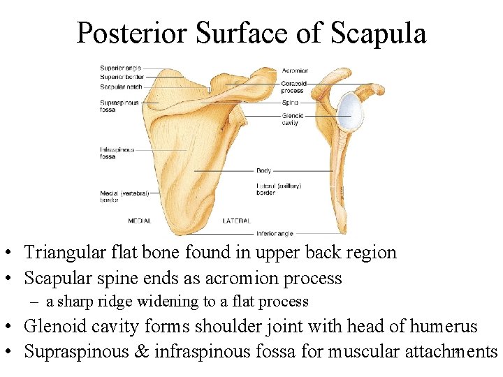 Posterior Surface of Scapula • Triangular flat bone found in upper back region •