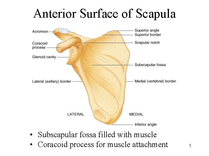 Anterior Surface of Scapula • Subscapular fossa filled with muscle • Coracoid process for