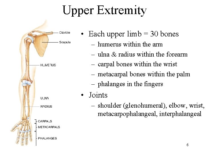 Upper Extremity • Each upper limb = 30 bones – – – humerus within