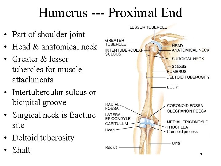 Humerus --- Proximal End • Part of shoulder joint • Head & anatomical neck