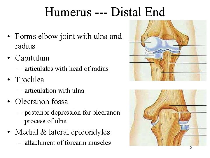 Humerus --- Distal End • Forms elbow joint with ulna and radius • Capitulum