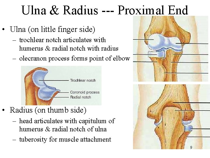 Ulna & Radius --- Proximal End • Ulna (on little finger side) – trochlear