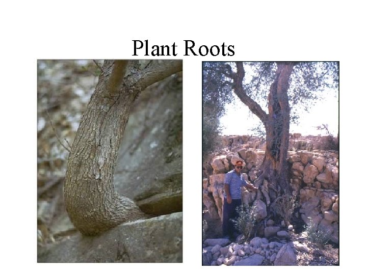 Plant Roots 