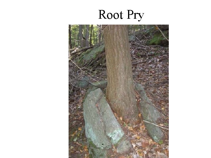Root Pry 