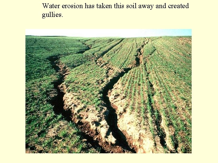 Water erosion has taken this soil away and created gullies. 