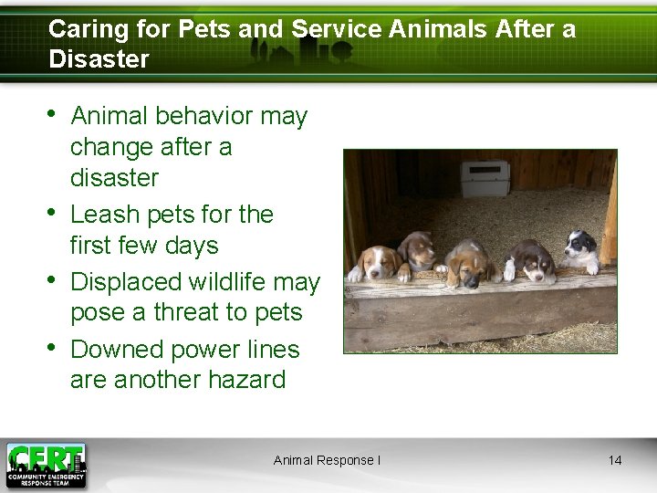 Caring for Pets and Service Animals After a Disaster • Animal behavior may •