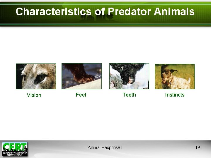Characteristics of Predator Animals Vision Feet Teeth Animal Response I Instincts 19 