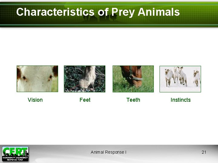 Characteristics of Prey Animals Vision Feet Teeth Animal Response I Instincts 21 