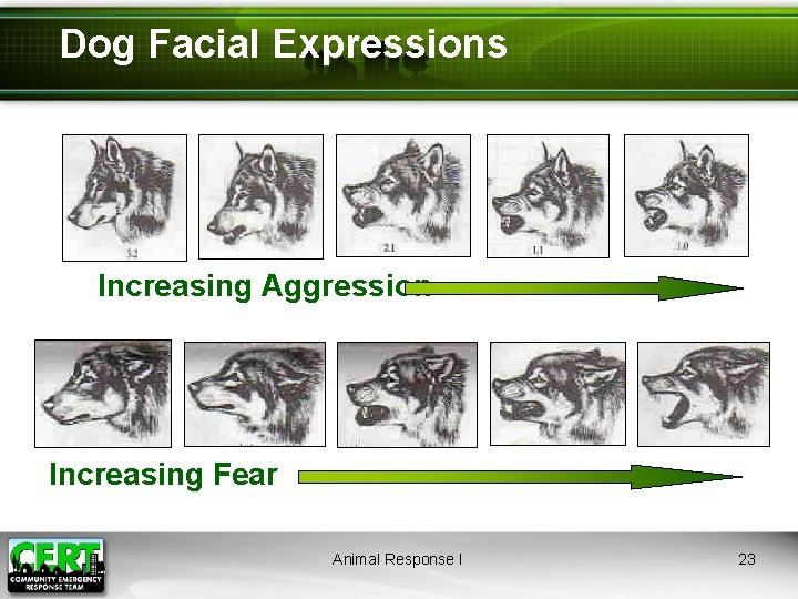 Dog Facial Expressions Increasing Aggression Increasing Fear Animal Response I 23 