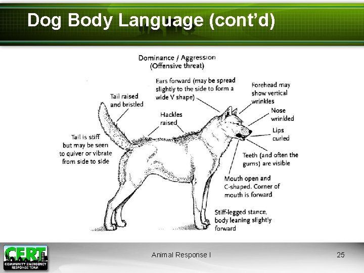 Dog Body Language (cont’d) Animal Response I 25 