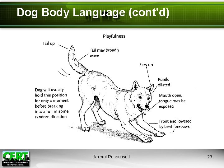 Dog Body Language (cont’d) Animal Response I 29 