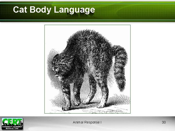 Cat Body Language Animal Response I 30 
