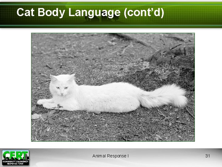 Cat Body Language (cont’d) Animal Response I 31 