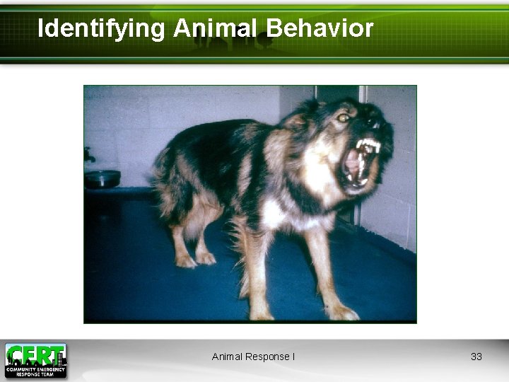 Identifying Animal Behavior Animal Response I 33 