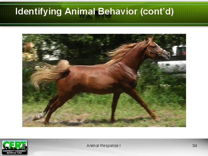 Identifying Animal Behavior (cont’d) Animal Response I 34 
