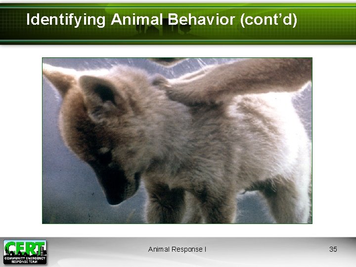 Identifying Animal Behavior (cont’d) Animal Response I 35 