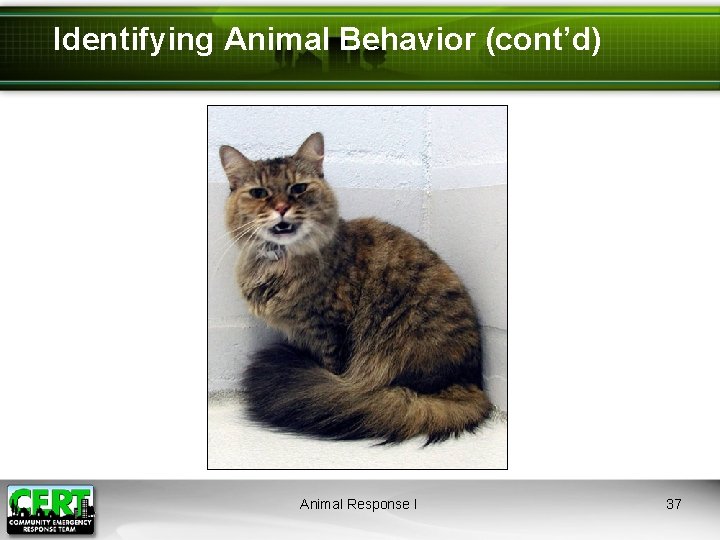 Identifying Animal Behavior (cont’d) Animal Response I 37 