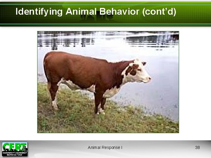 Identifying Animal Behavior (cont’d) Animal Response I 38 