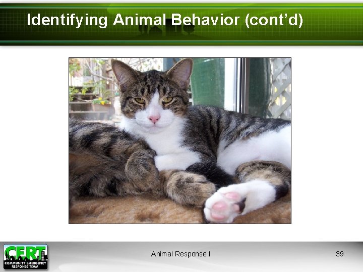 Identifying Animal Behavior (cont’d) Animal Response I 39 