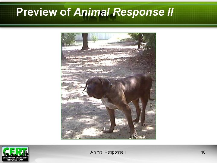 Preview of Animal Response II Animal Response I 40 