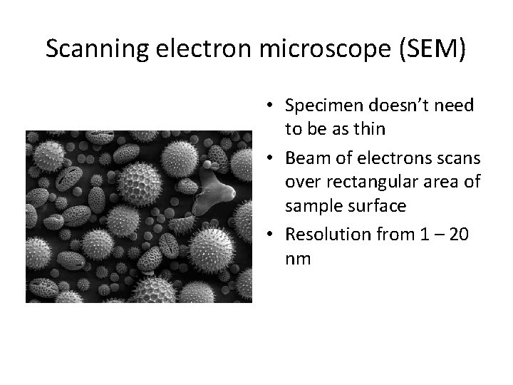 Scanning electron microscope (SEM) • Specimen doesn’t need to be as thin • Beam