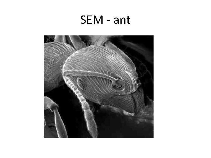 SEM - ant 