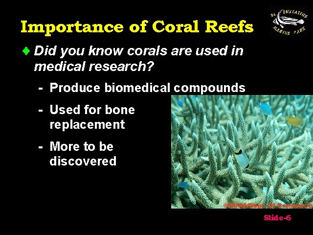 Importance of Coral Reefs ¨ Did you know corals are used in medical research?